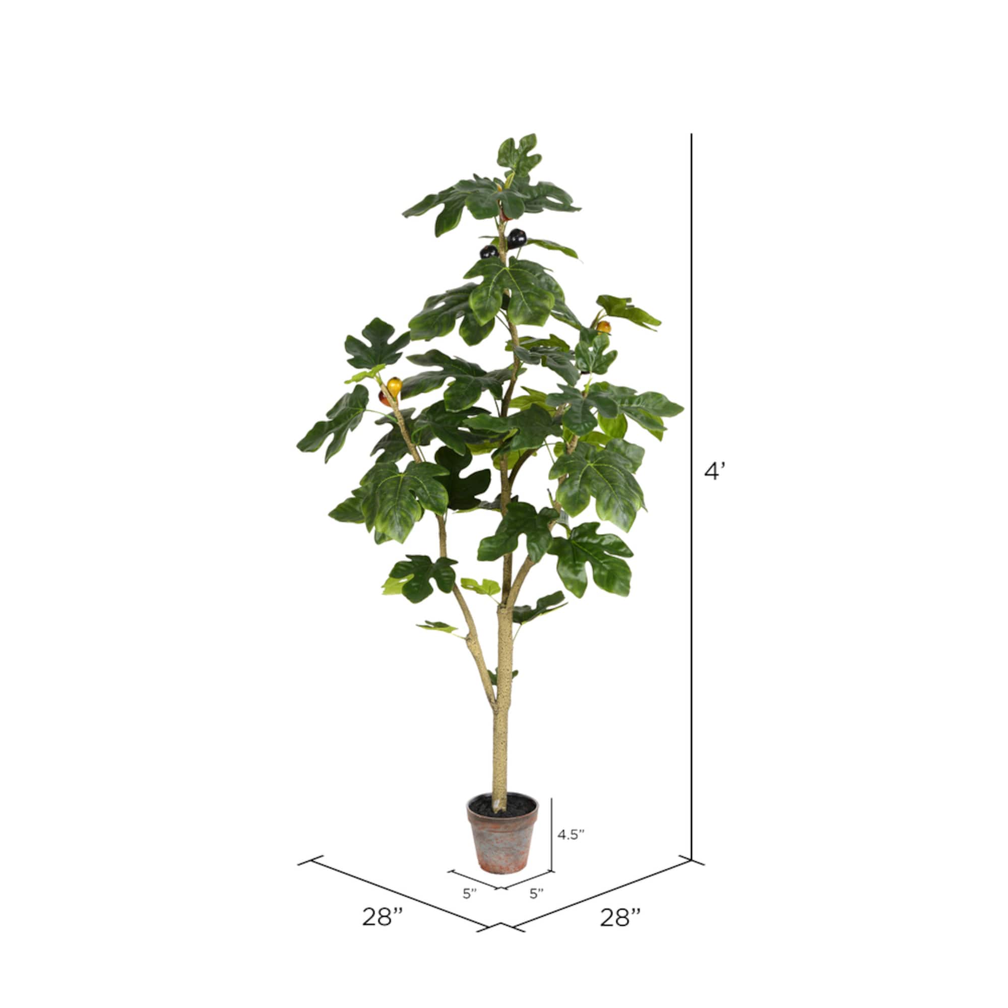 4ft. Potted Fig Tree